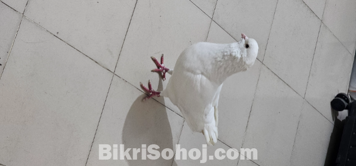 কবুতর